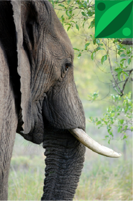 What We Do - Environment